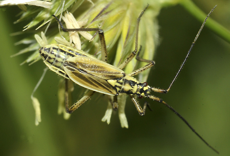 Miridae: Leptopterna dolabrata, femmina